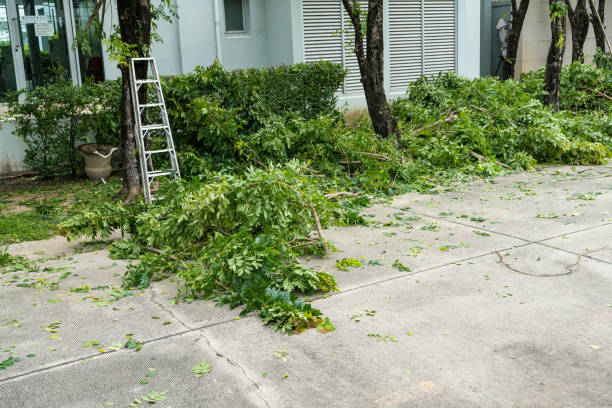 Best Hazardous Tree Removal  in Butler Beach, FL